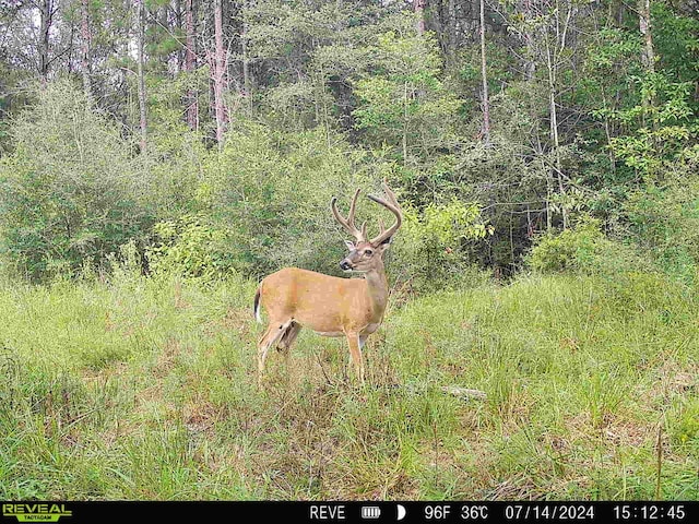 TBD State Highway 87, Kirbyville, TX 75956 - photo 39