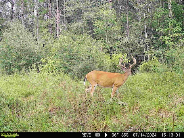 TBD State Highway 87, Kirbyville, TX 75956 - photo 43