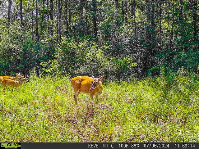 TBD State Highway 87, Kirbyville, TX 75956 - photo 47