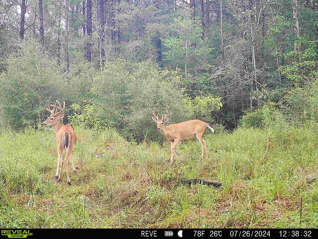 TBD State Highway 87, Kirbyville, TX 75956 - photo 48