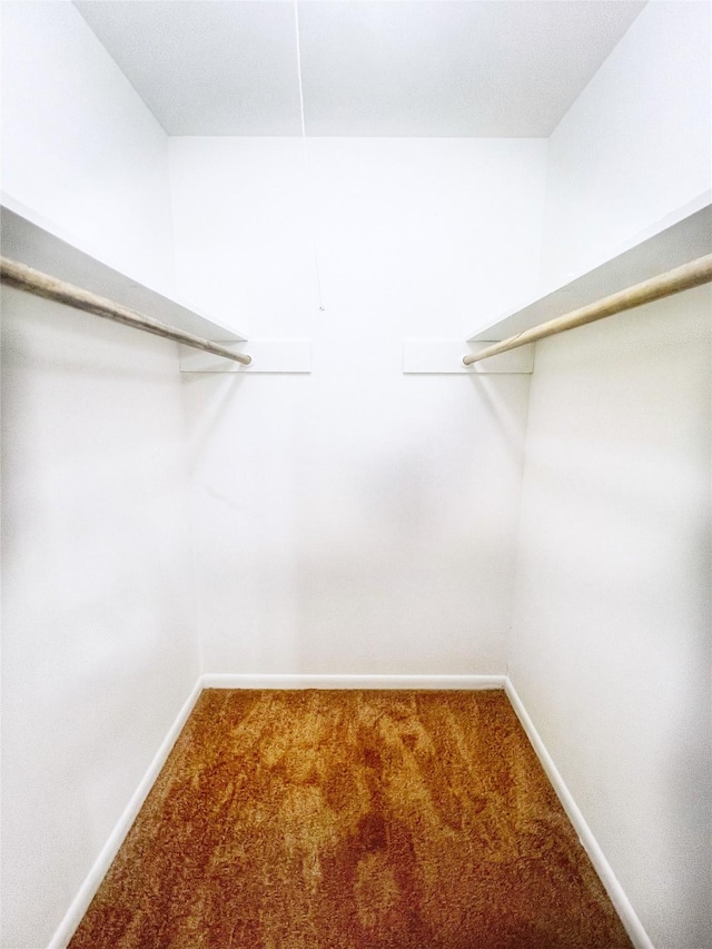 spacious closet featuring carpet flooring