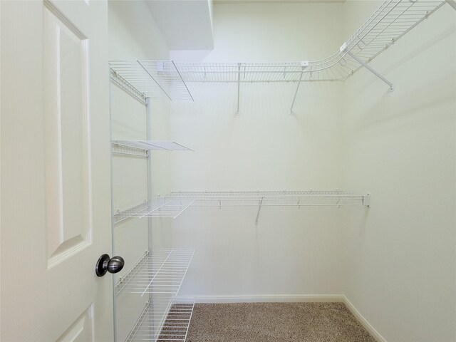 walk in closet featuring carpet floors