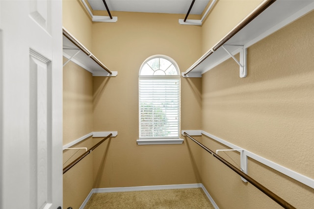 walk in closet featuring carpet flooring