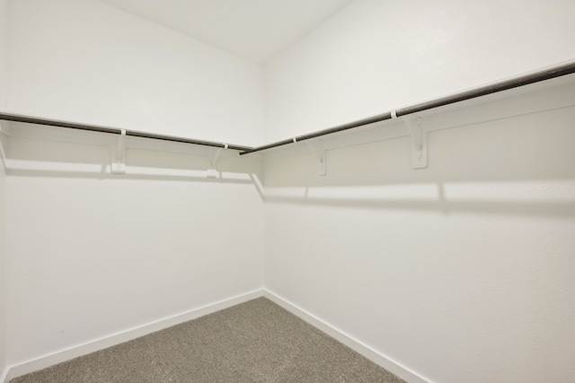 spacious closet featuring carpet floors