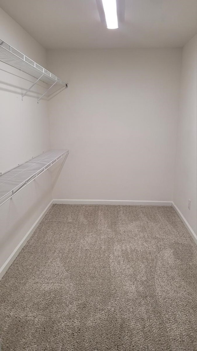 spacious closet featuring carpet flooring