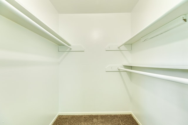 walk in closet with carpet flooring