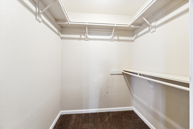 spacious closet featuring carpet