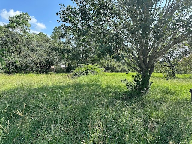 view of local wilderness