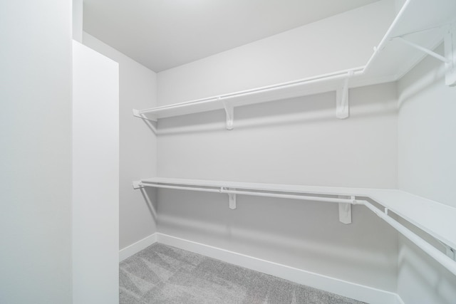 walk in closet with carpet floors