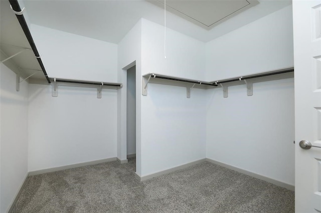 walk in closet with carpet flooring