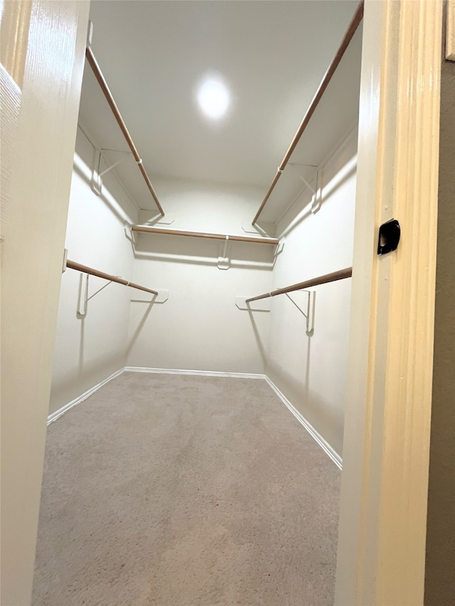 spacious closet featuring carpet