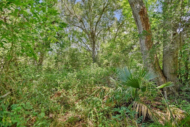 view of local wilderness