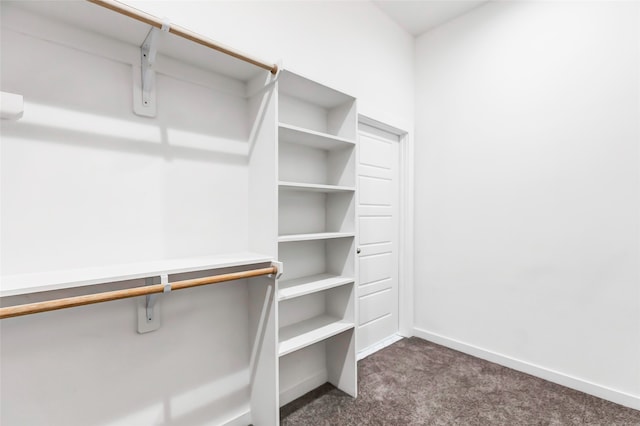 spacious closet featuring carpet floors