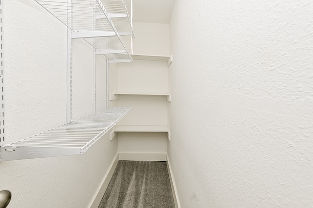 walk in closet with carpet floors