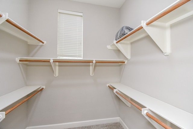 spacious closet featuring carpet