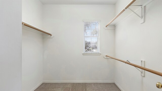 walk in closet with carpet flooring