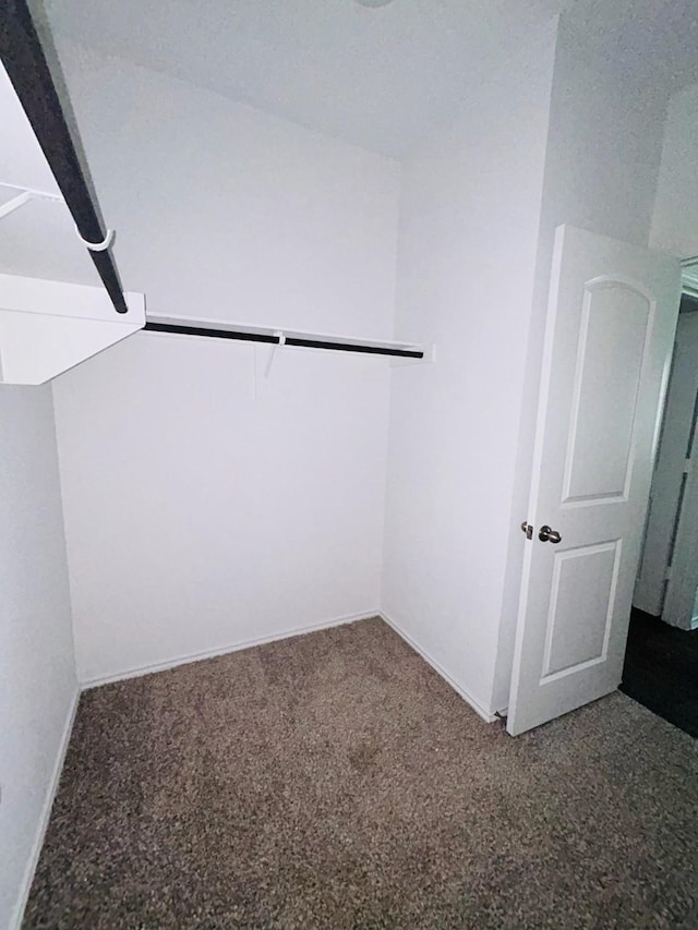 walk in closet with carpet flooring