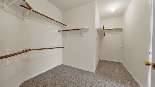 walk in closet with carpet floors