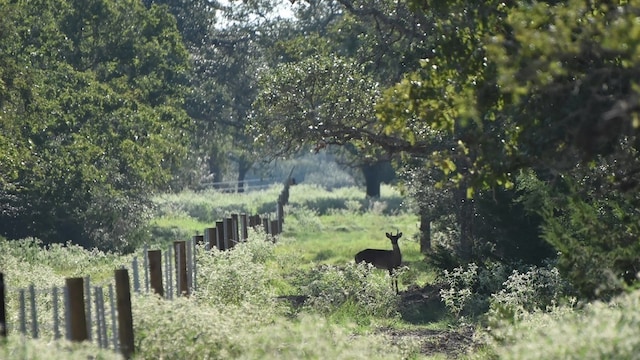 Listing photo 2 for TBD County Road 134, Hallettsville TX 77964