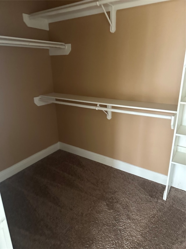 walk in closet with carpet flooring