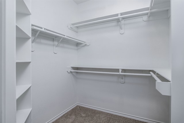 spacious closet featuring carpet floors