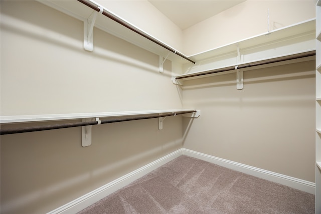 walk in closet featuring carpet floors