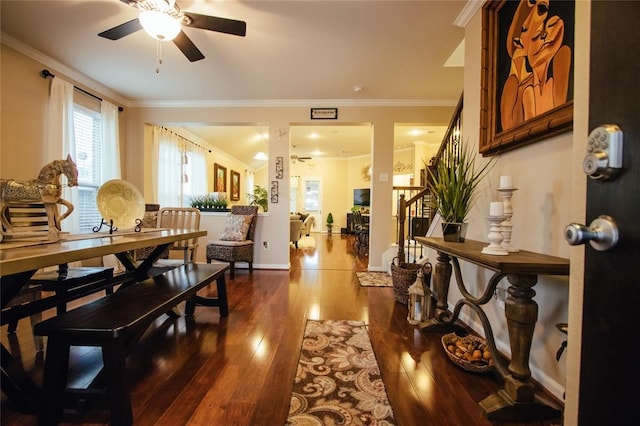 dining area with ceiling fan, ornamental molding, and dark hardwood / wood-style flooring