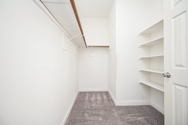 walk in closet with carpet floors