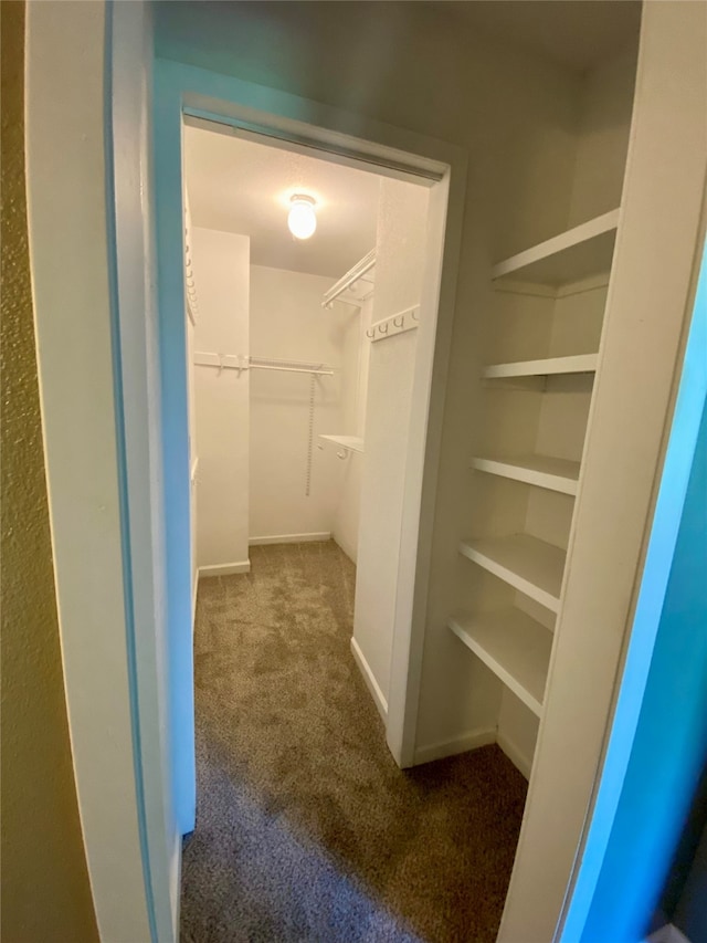 spacious closet featuring carpet