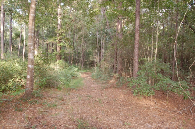 view of local wilderness