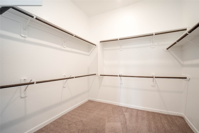 spacious closet featuring carpet