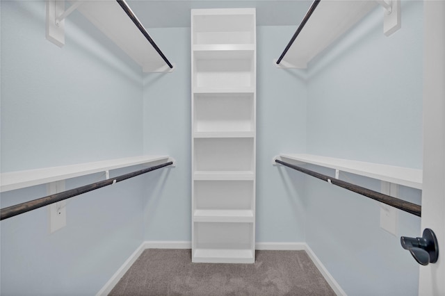 spacious closet featuring carpet