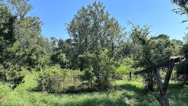 view of local wilderness