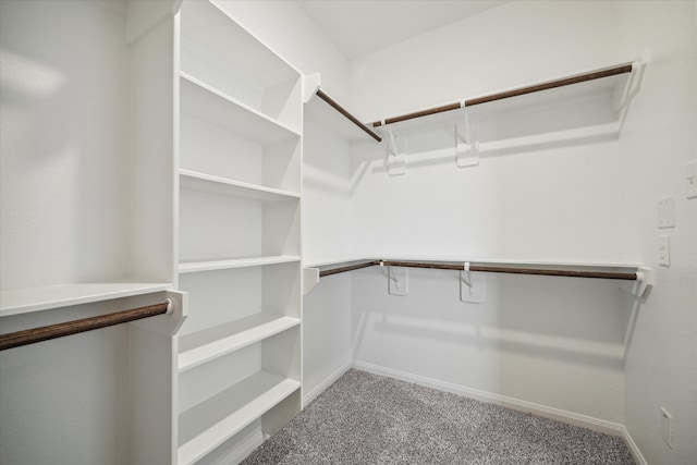 spacious closet featuring carpet flooring