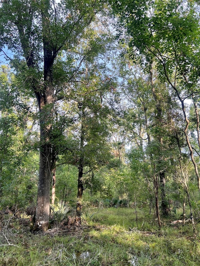 view of local wilderness