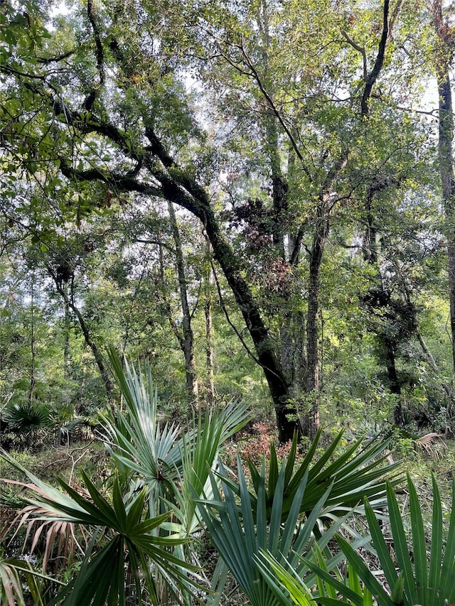 view of local wilderness