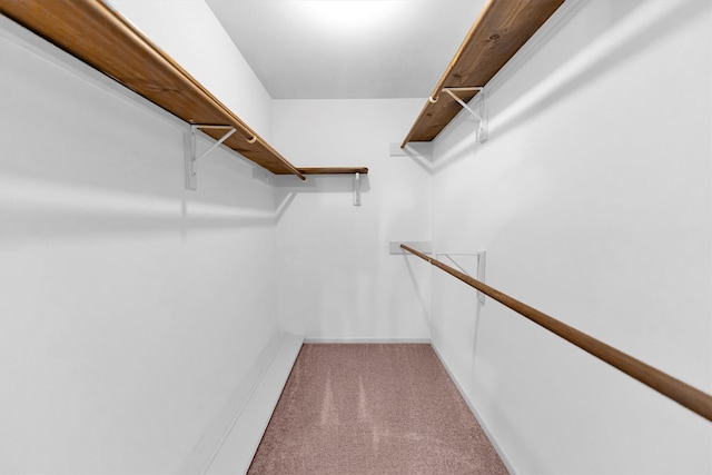 walk in closet featuring carpet floors