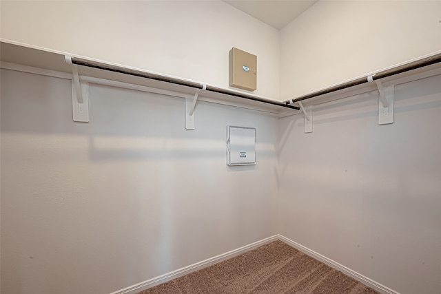 walk in closet featuring carpet flooring