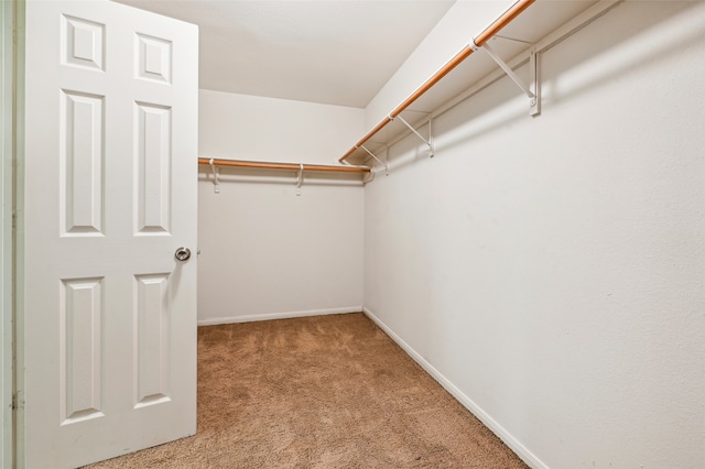 spacious closet featuring carpet