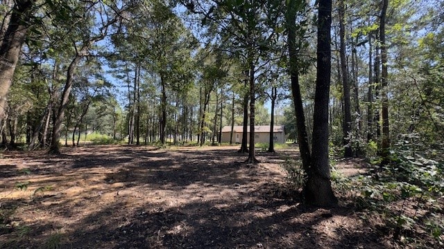 view of local wilderness