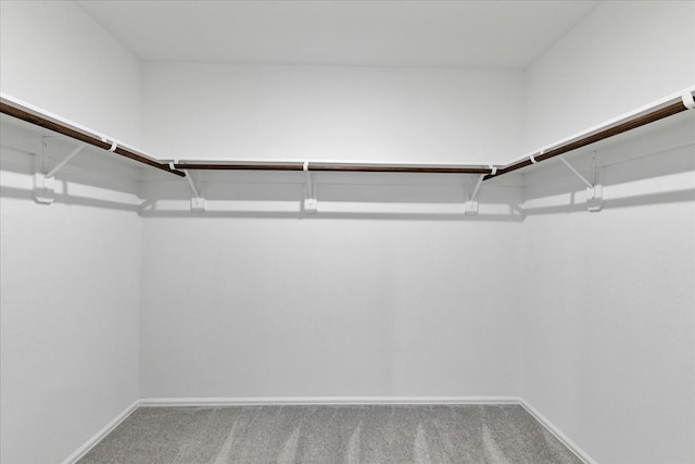 walk in closet featuring carpet flooring