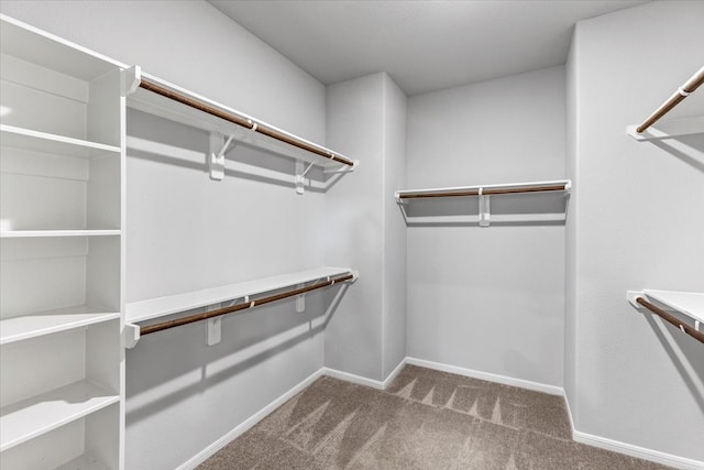 spacious closet featuring carpet flooring