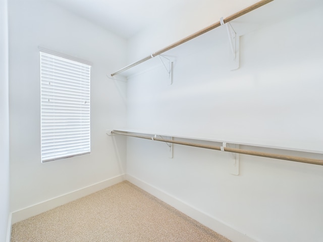 spacious closet featuring carpet