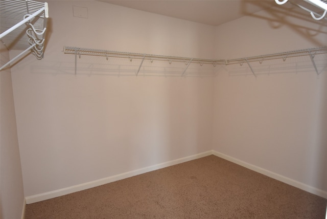 spacious closet featuring carpet floors