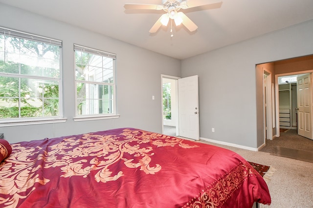 carpeted bedroom featuring ceiling fan and a walk in closet