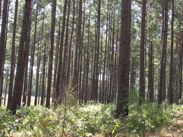 0008 Fm 256 N, Woodville, TX 75979 - photo 2