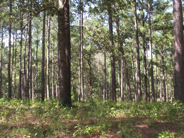 0008 Fm 256 N, Woodville, TX 75979 - photo 3