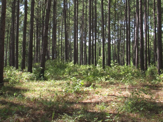 0008 Fm 256 N, Woodville, TX 75979 - photo 4