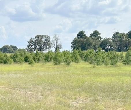 359 Salmon Lake Rd, Grapeland, TX 75844 - photo 27