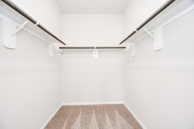 spacious closet featuring carpet